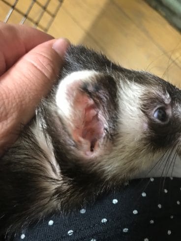 マラセチアって何?耳を痒がるフェレット 原因は耳ダニだけじゃない